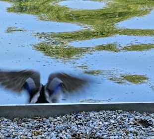 Vogelrastplatz
