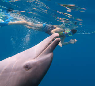 Delfin Tour Hurghada