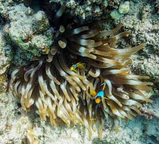 Anemone mit Bewohnern