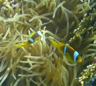 Nemos am Hausriff