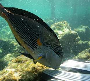 Three Corners Fayrouz Plaza Beach Resort