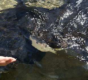 Rochenstreichelbecken