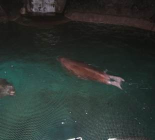 Aquarium / Oceanongrafic