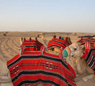 Kamelreiten im Wüstencamp