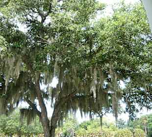 Gamble Mansion - Spanish Moss