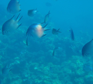 Fische beim Korallenriff