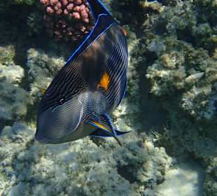 Schnorcheln Makadi Bay