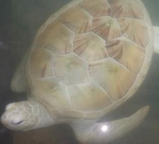 Schönste weiße Schildkröte