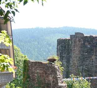 Ausblick Hohenschramberg