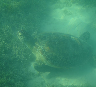 Entspanntes Treffen im Seegras