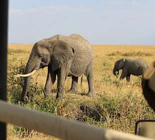 Wie immer sehr nah an den Tieren