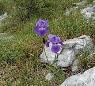 Flora und Fauna Biokovo