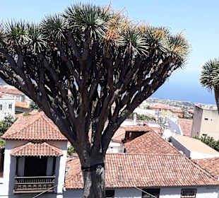 Inselrundfahrt AIDA Tagestour