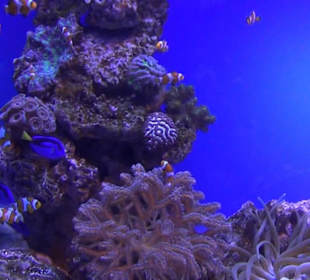 Palma Aquarium