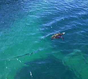 Eine Riesenschildkröte