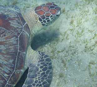 Schildkröte - Bucht von Abu Dabbab
