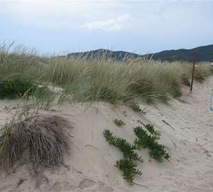 Im Süden von Sarti gibt es sogar Dünen