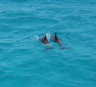 Ausflug zum "Dolphin House"