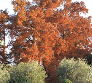 Ein toller Baum