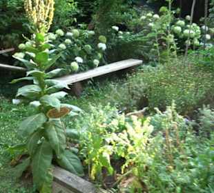 Interkultureller Gemeinschaftsgarten