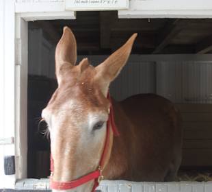 The Amish Village Lancaster Pennsylvania