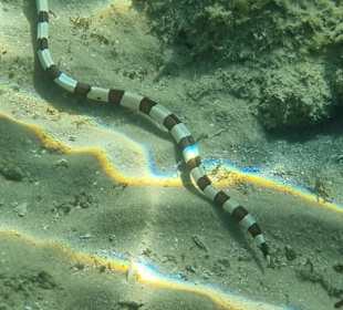 Schnorcheln Hurghada