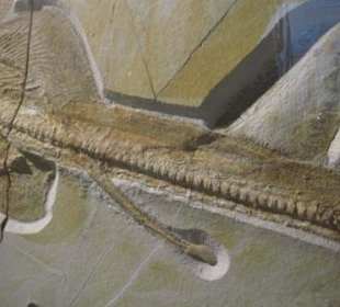 Rochen, Detail, internes Begattungsorgan