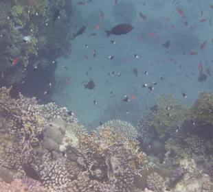 Schnorcheln Marsa Alam