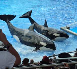 Orca-Show