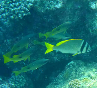Schnorcheln Brayka Bay Marsa Alam	