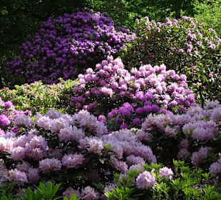 Hauptblüte im Rhododendronpark Bremen