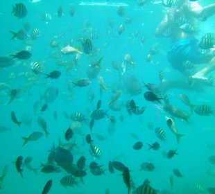 Viele Fische zum bestaunen