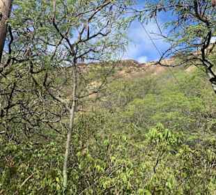 Blick vom Fuße des Diamond Head