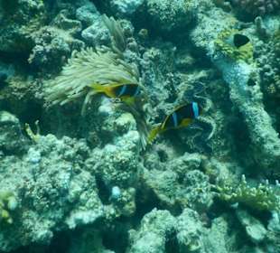 Meeresbewohner vom Riff Hotel Iberotel Coraya Beach