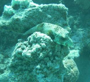 Hausriff Three Corners Fayrouz Plaza Beach Resort