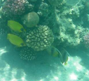 Masken- und Rotmeer Wimpelfische