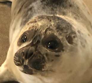 Seehundaufzuchtstation Norden