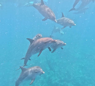 SimSim Delfin Ausflug