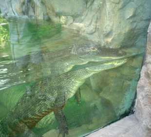 Alligator