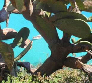 Capo Vaticano