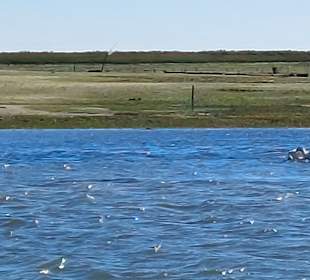 Bootstour Ria Formosa