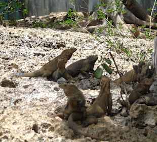 Leguane in der Parkanlage