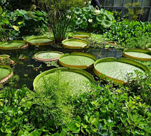 Wasserpflanzen im Ökologisch-Botanischen Garten
