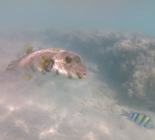 Schnorcheln Makadi Bay