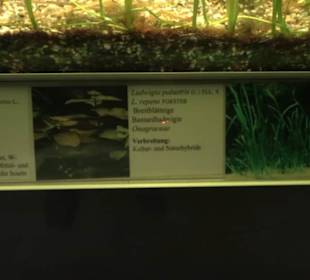 Aquarium