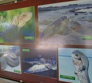 Erklärungstafeln zur Tierwelt (span.+engl.)