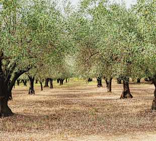 Wandern Sarti