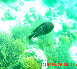 Grosser Fisch beim Schnorcheln