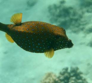 Rafa przy pomoście "Stella"