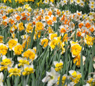 Парк Кекенхоф в Голандии